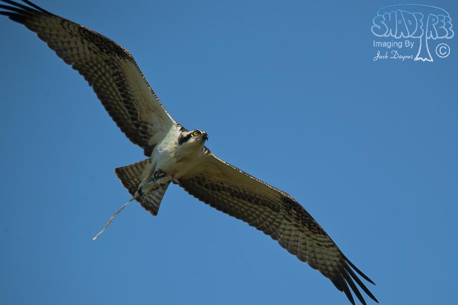 Osprey - Pandion haliaetus