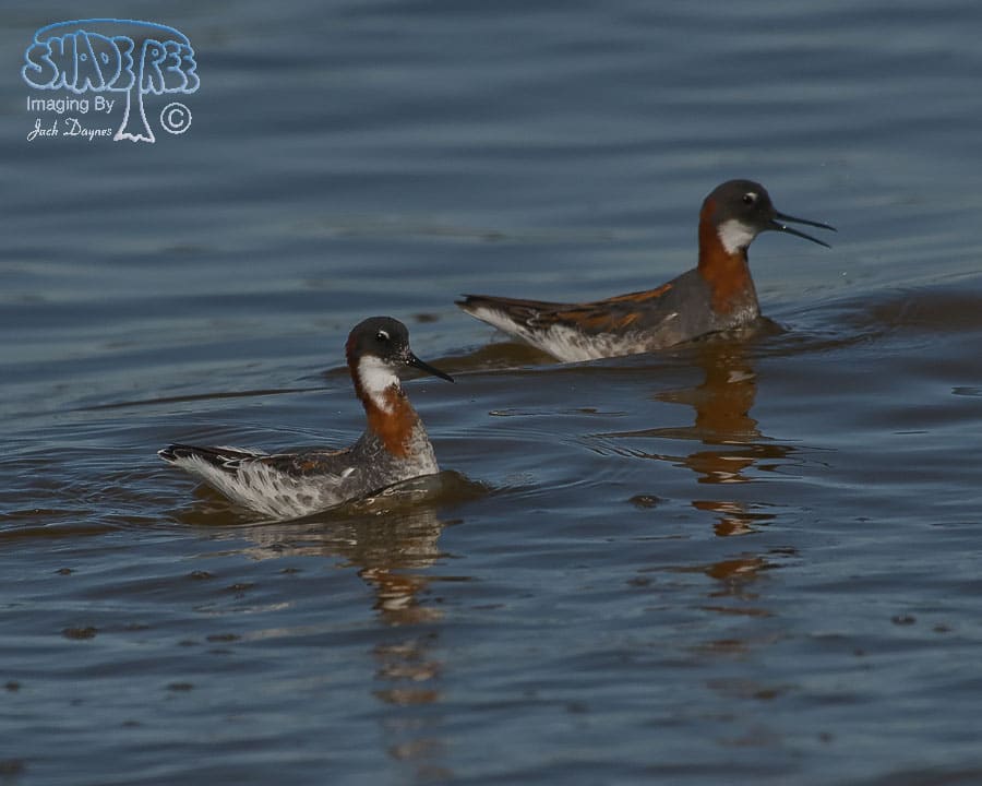 Red-Necked Phalarope - Phalaropus lobatus