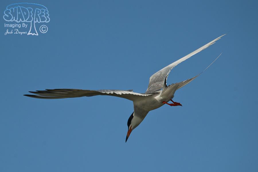 Forster's Tern - Sterna forsteri