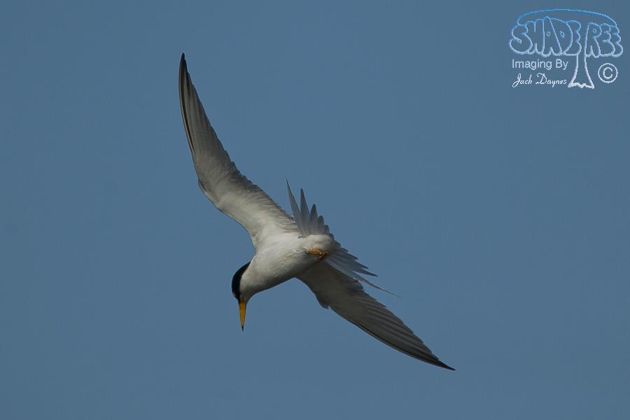 Least Tern - Sternula antillarum