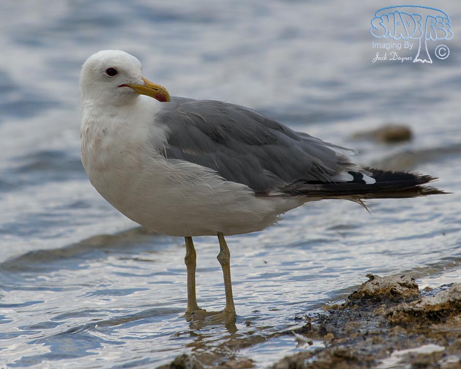 California Gull - Larus californicus