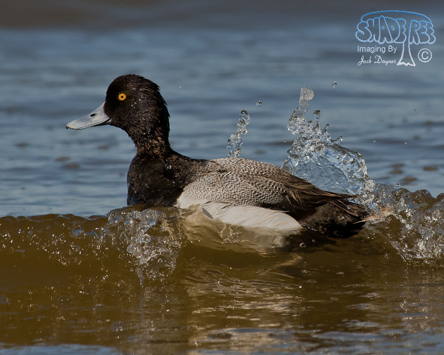 Lesser Scaup - Aythya affinis