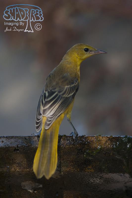 Hooded Oriole - Icterus cucullatus