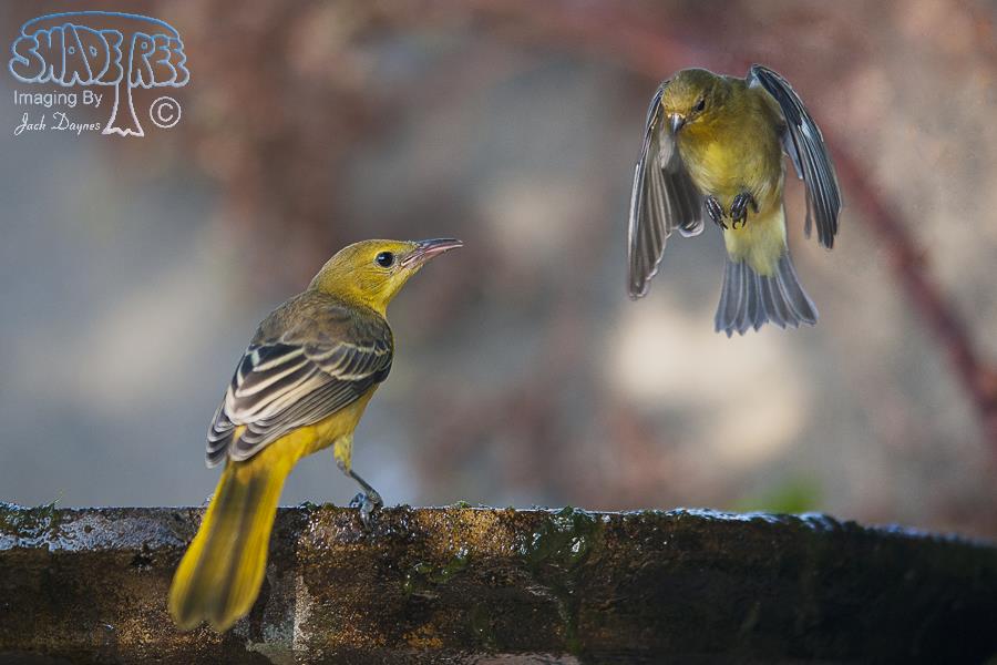Hooded Oriole - Icterus cucullatus