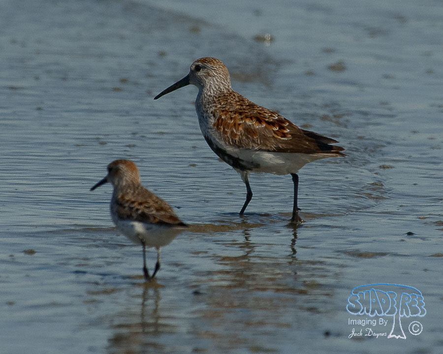 Dunlin - Calidris alpina