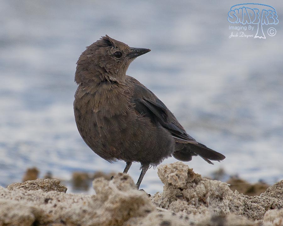 Brewer's Blackbird - Euphagus cyanocephalus