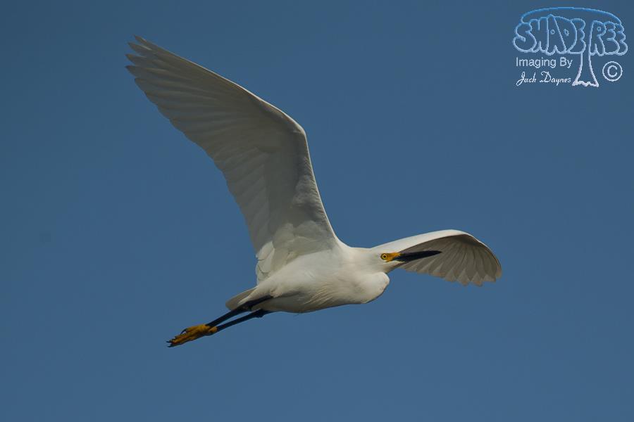 Snowy Egret - Egretta thula