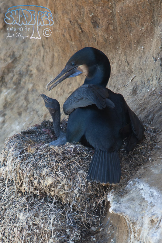 Brandt's Cormorant - Phalacrocorax penicillatus