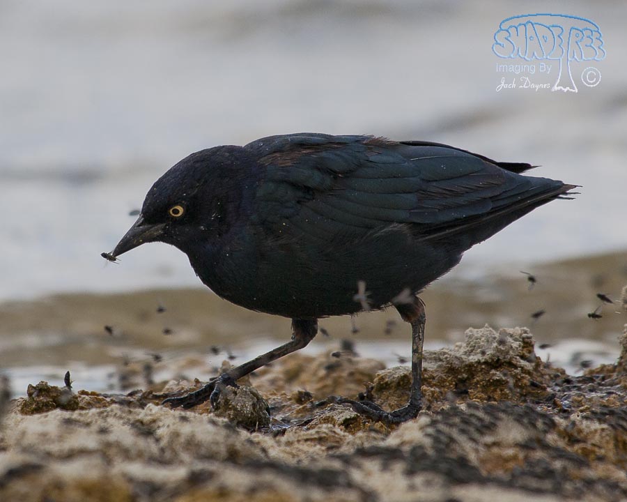 Brewer's Blackbird - Euphagus cyanocephalus
