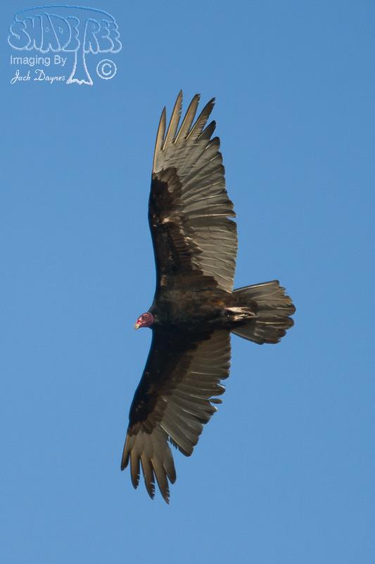 Turkey Vulture - Cathartes aura