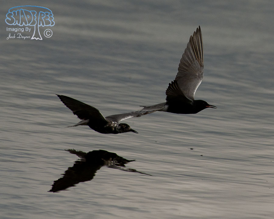 Black Tern - Chlidonias niger
