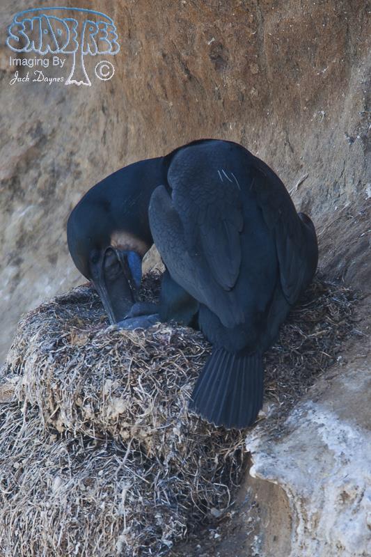 Brandt's Cormorant - Urile penicillatus