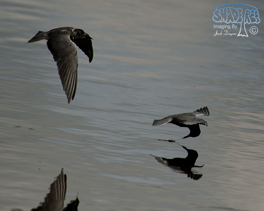 Black Tern - Chlidonias niger