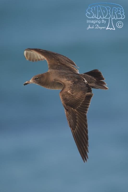 Heermann's Gull - Larus heermanni