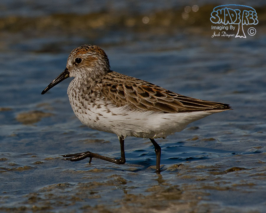 Western Sandpiper - Calidris mauri