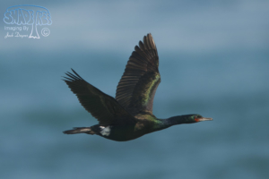 2012-03-02 Cormorants at the La Jolla Cove