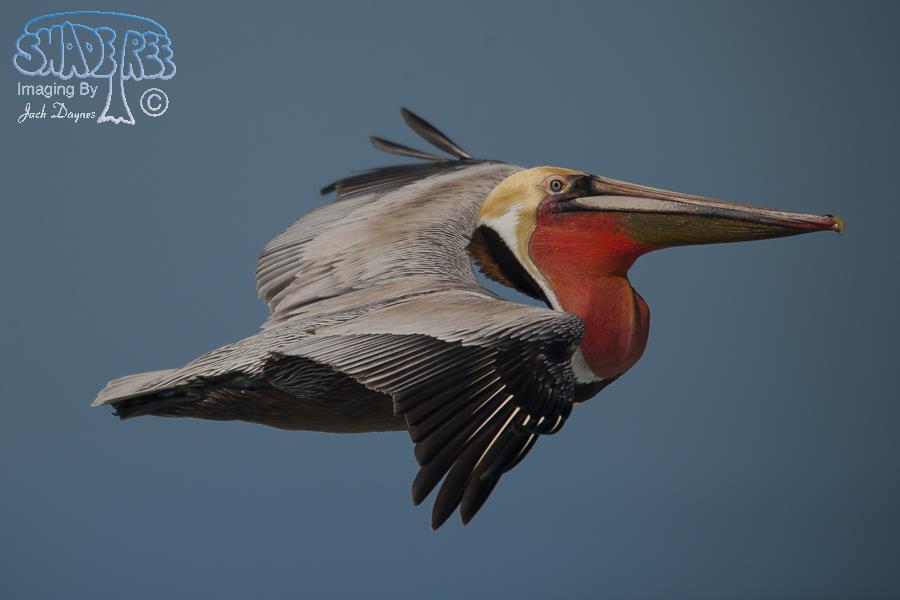 Brown Pelican - Pelecanus occidentalis