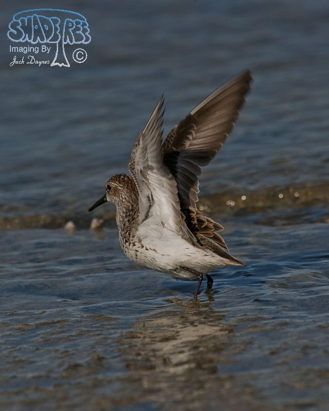 Western Sandpiper - Calidris mauri