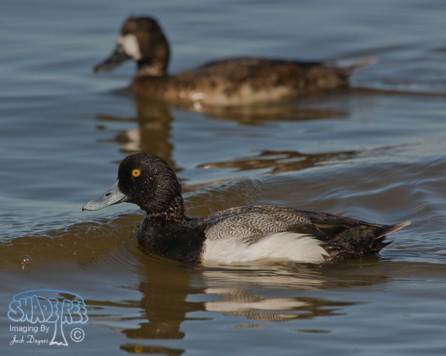 Lesser Scaup - Aythya affinis