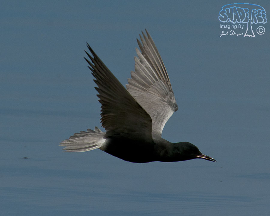 Black Tern - Chlidonias niger