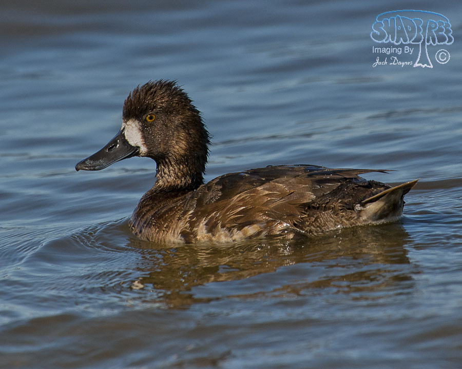 Lesser Scaup - Aythya affinis