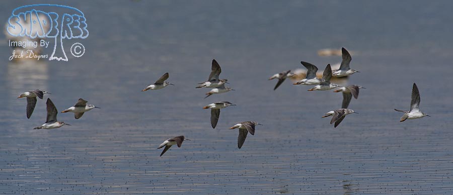 Wilson's Phalarope - Phalaropus tricolor