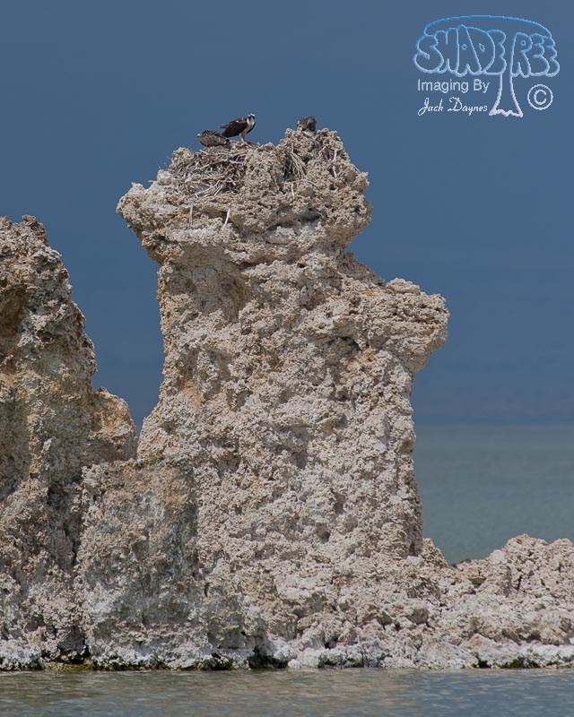 Osprey - Pandion haliaetus