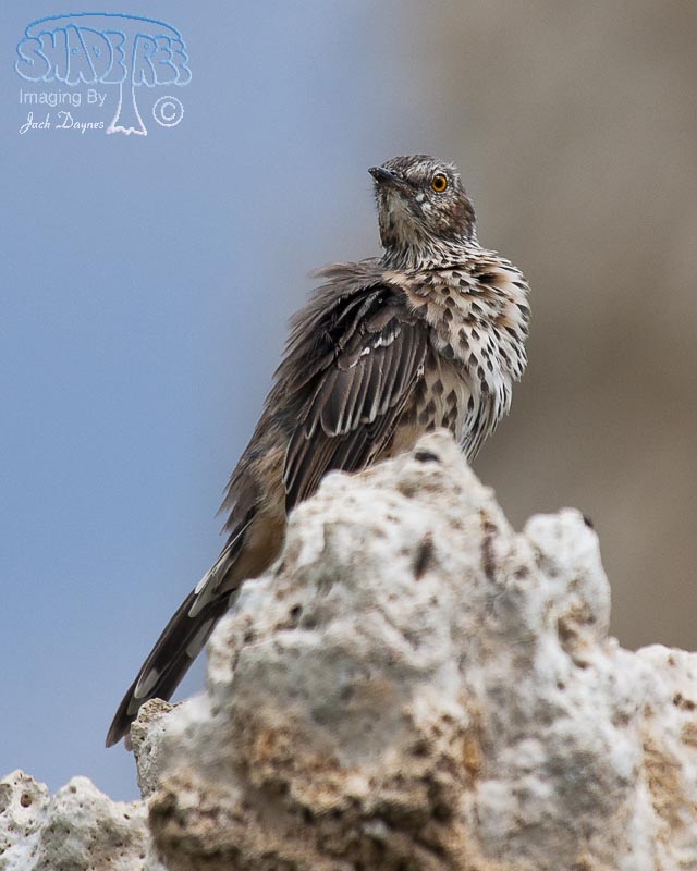 Sage Thrasher - Oreoscoptes montanus