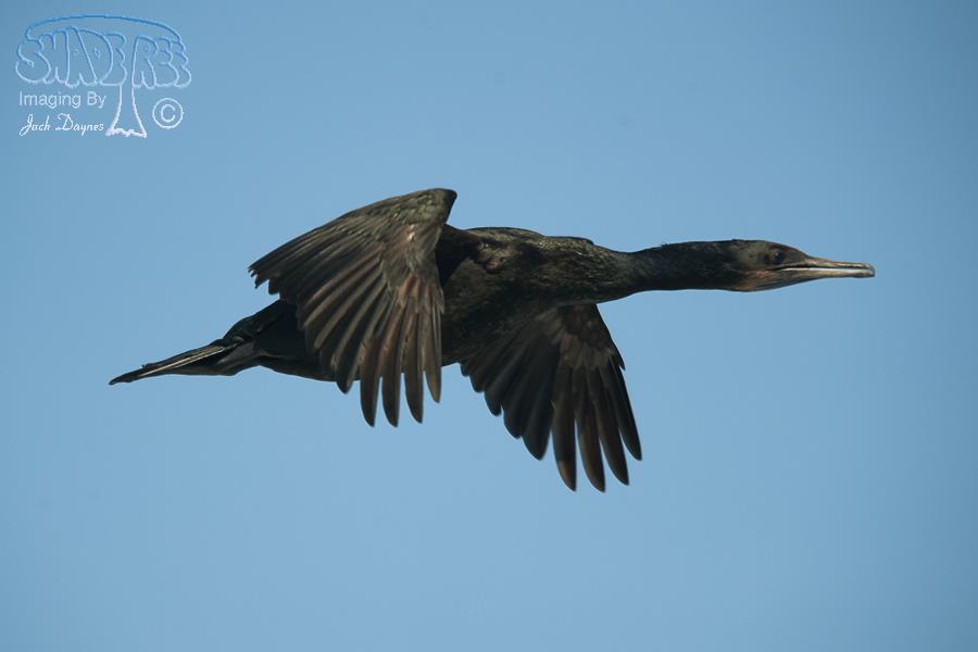 Brandt's Cormorant - Phalacrocorax penicillatus