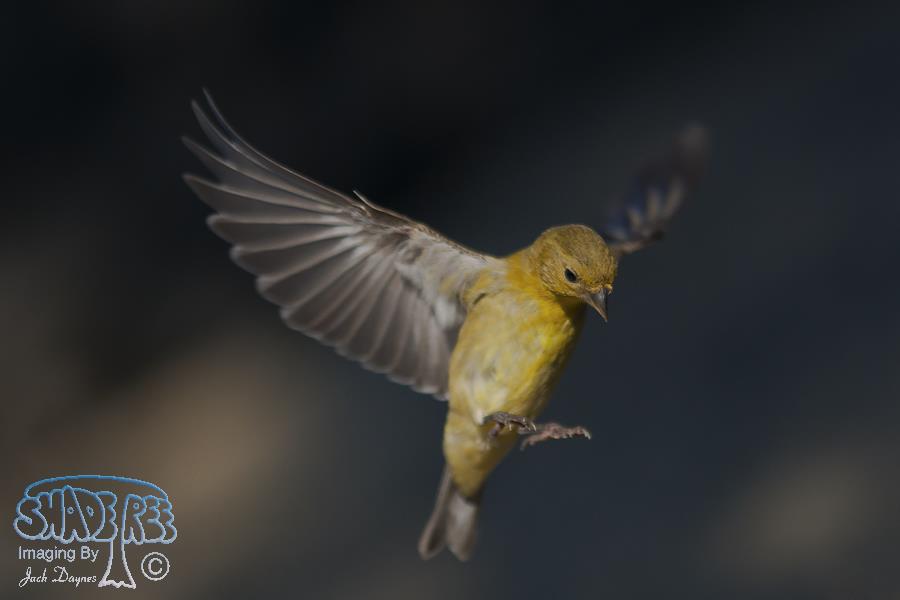 Lesser Goldfinch - Spinus psaltria