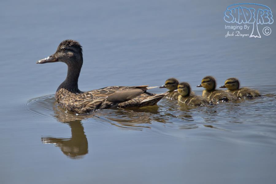 Mallard - Anas platyrhynchos