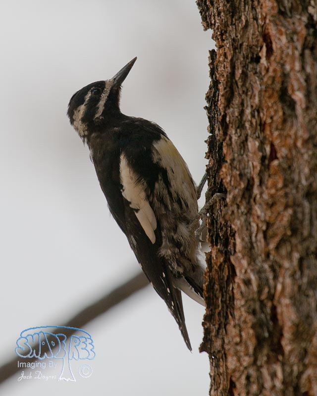 Williamson's Sapsucker - Sphyrapicus thyroideus
