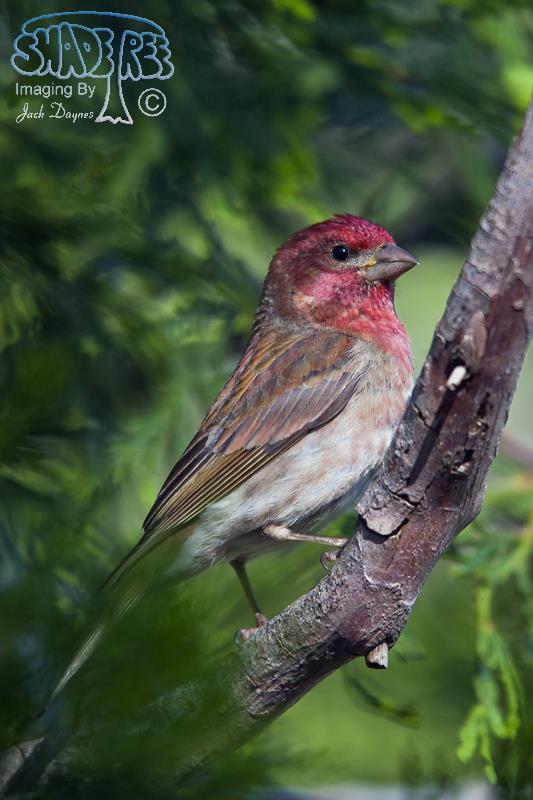 Purple Finch - Haemorhous purpureus