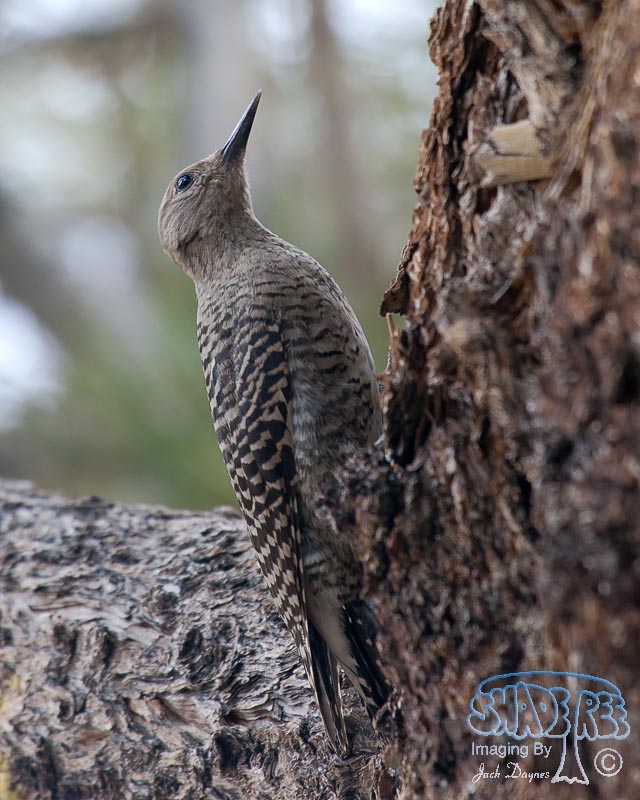 Williamson's Sapsucker - Sphyrapicus thyroideus