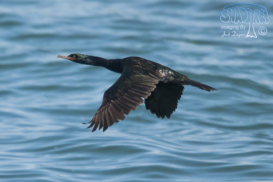 Pelagic Cormorant - Phalacrocorax pelagicus
