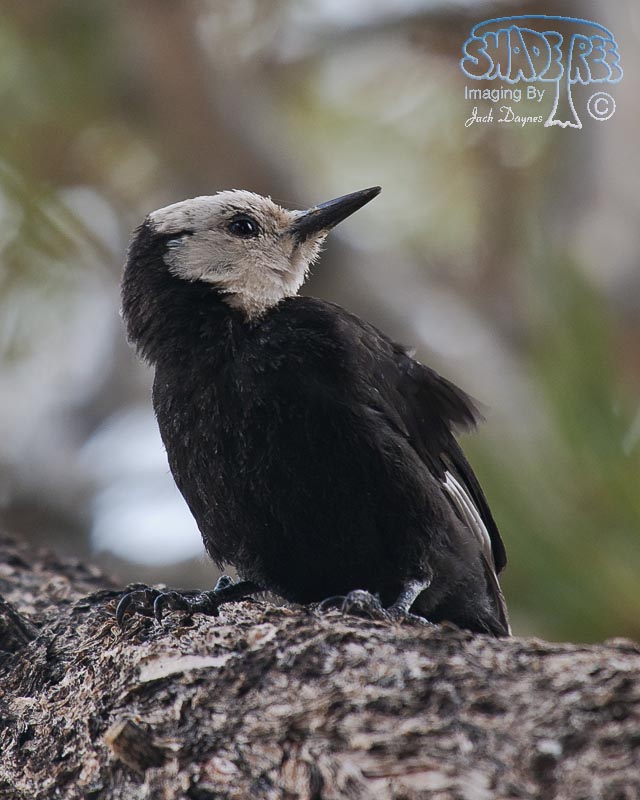White-Headed Woodpecker - Leuconotopicus albolarvatus