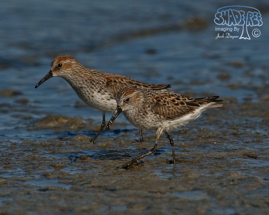 Western Sandpiper - Calidris mauri