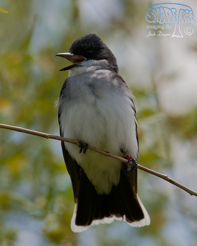 Eastern Kingbird - Empidonax wrightii