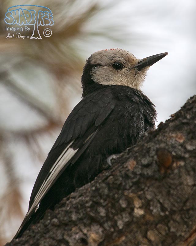 White-Headed Woodpecker - Leuconotopicus albolarvatus
