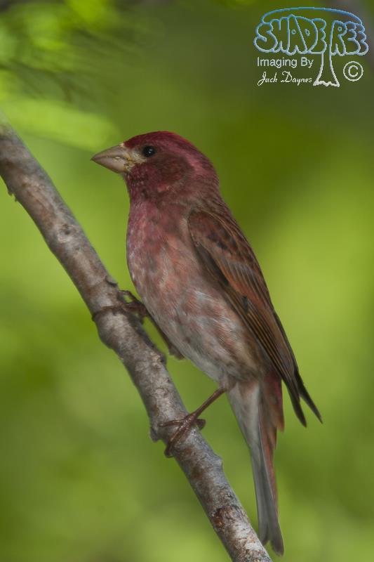 Purple Finch - Haemorhous purpureus