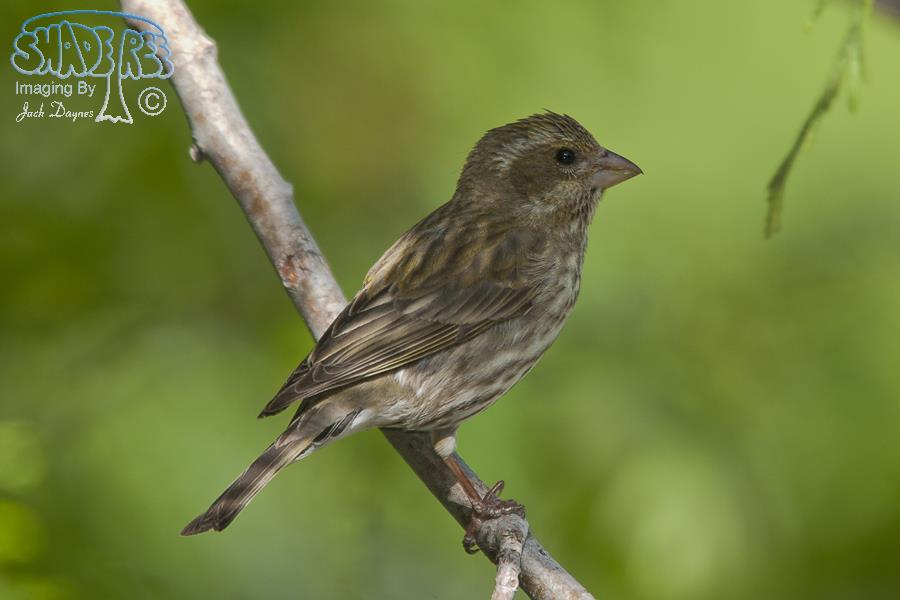 Purple Finch - Haemorhous purpureus