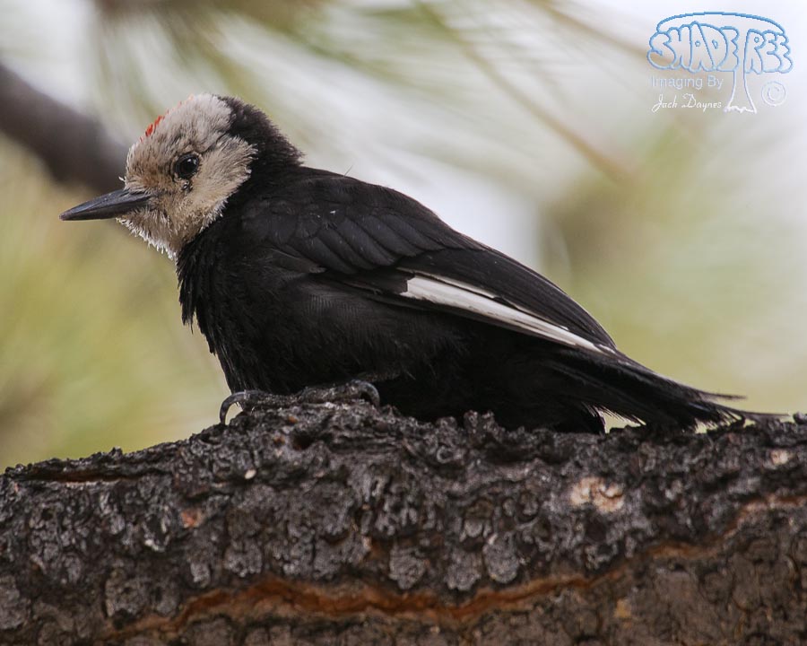 White-Headed Woodpecker - Leuconotopicus albolarvatus