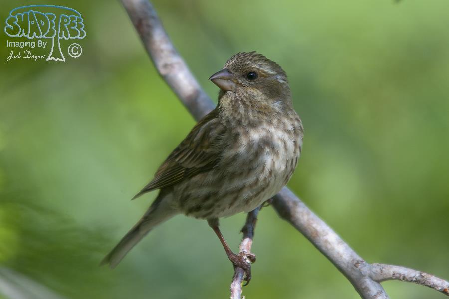 Purple Finch - Haemorhous purpureus