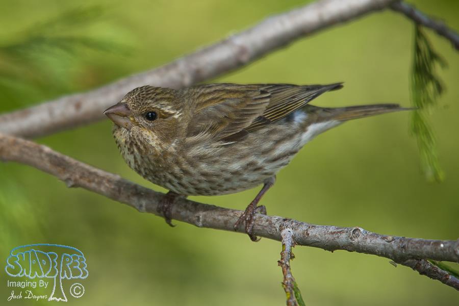 Purple Finch - Haemorhous purpureus