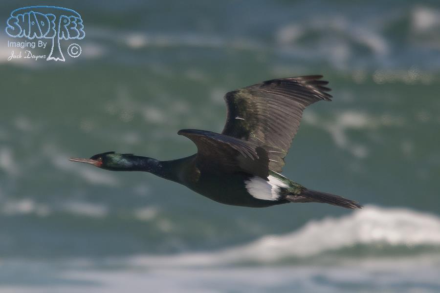 Pelagic Cormorant - Phalacrocorax pelagicus