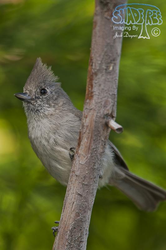 Oak Titmouse - Baeolophus inornatus