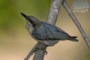 2013-05-21 Laguna Mountain Birds