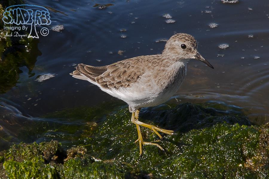 Least Sandpiper - Calidris minutilla