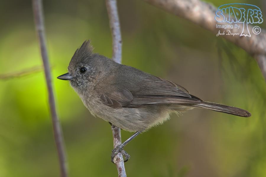 Oak Titmouse - Baeolophus inornatus
