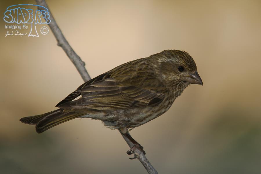 Purple Finch - Haemorhous purpureus